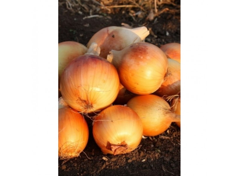 Семена лука Голд Стар (250 000 семян), Libra Seeds (Erste Zaden)